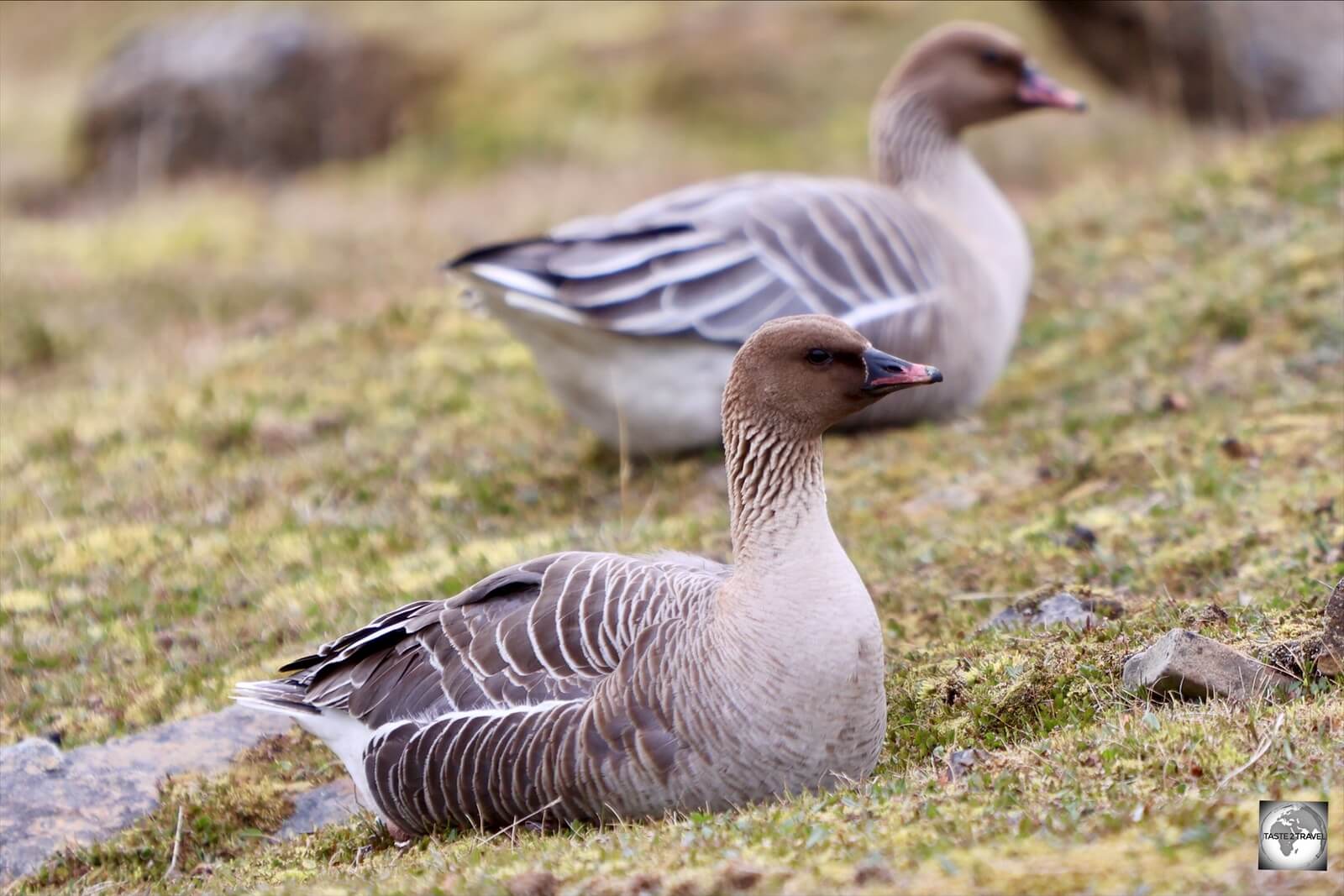 The pink-footed goose is the most common species of goose in Svalbard.