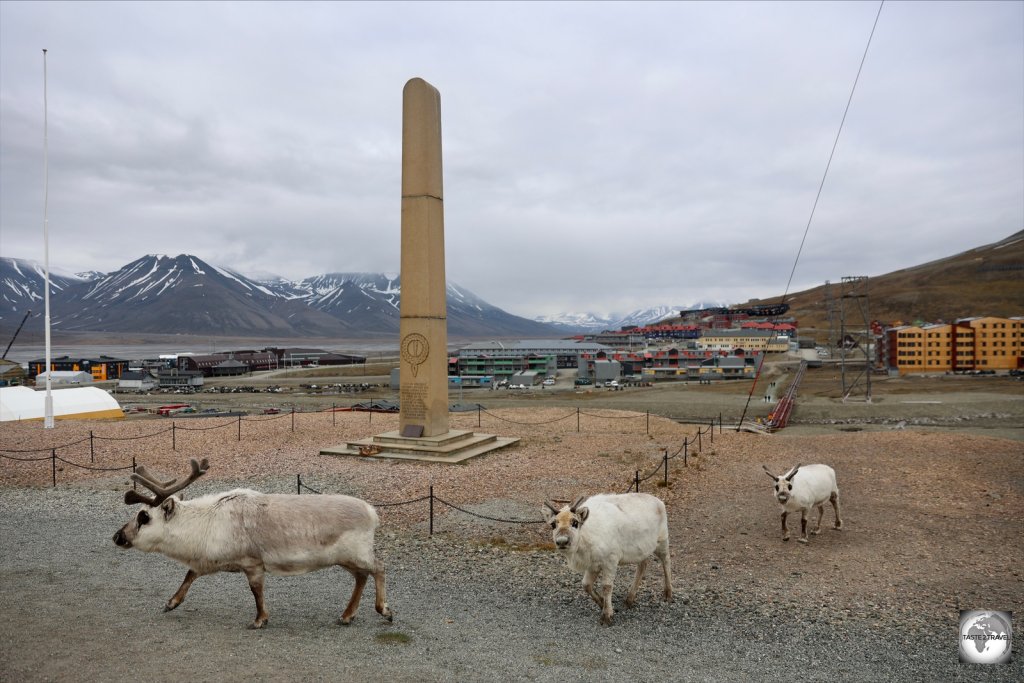 Svalbard reindeer can often be seen roaming around Longyearbyen.
