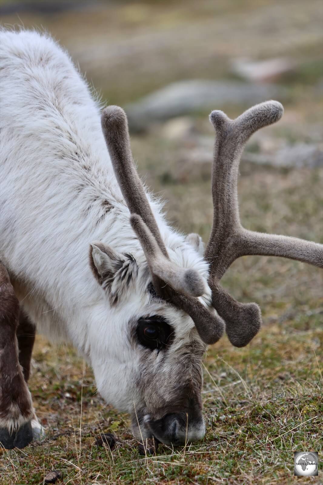 Reindeers use their antlers to scrape away snow and soil to find food, as well as to defend themselves.