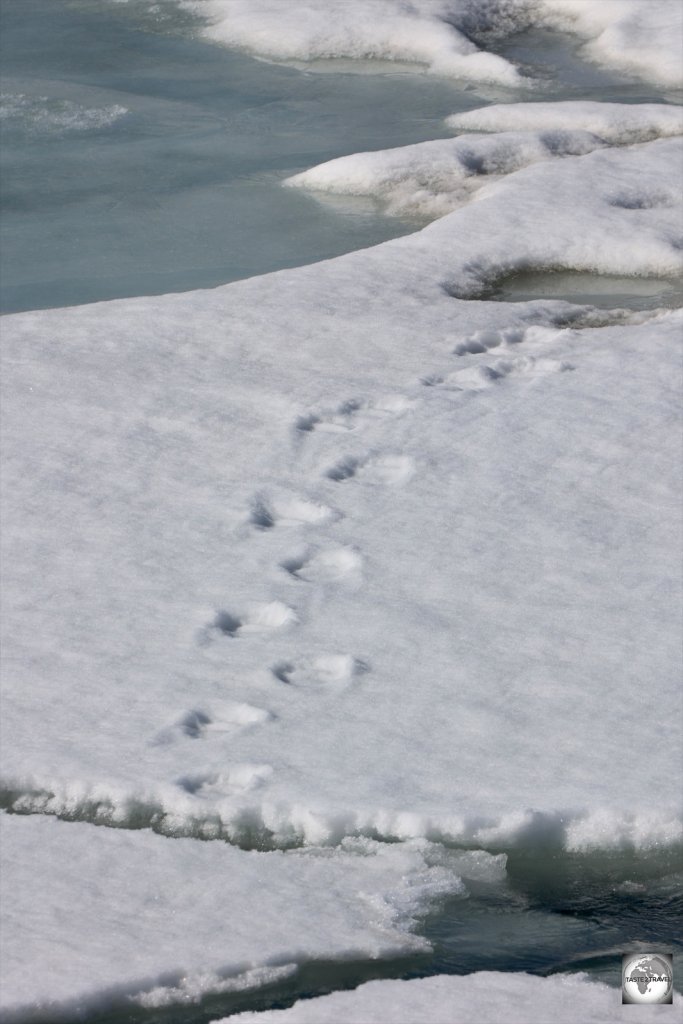 Polar bear tracks, on the fast ice, in front of the Esmark glacier.