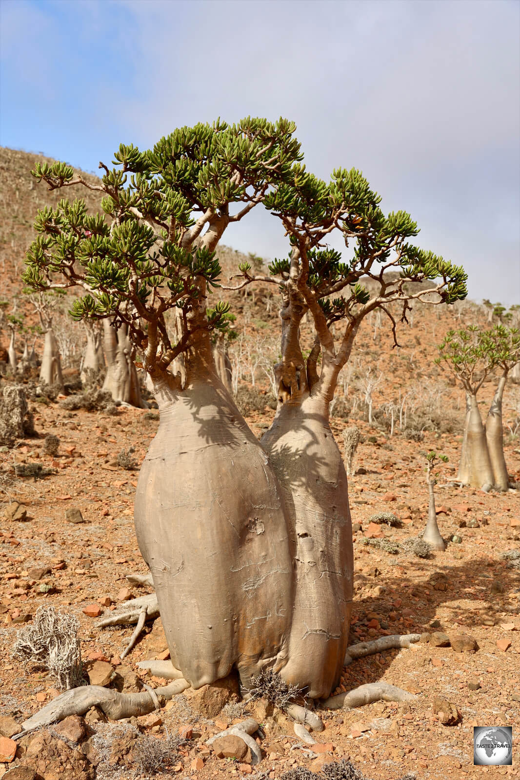 Bottle tree on Homhil.