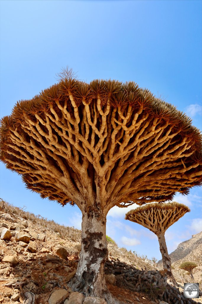 Dragon's blood trees on Homhil, Socotra.