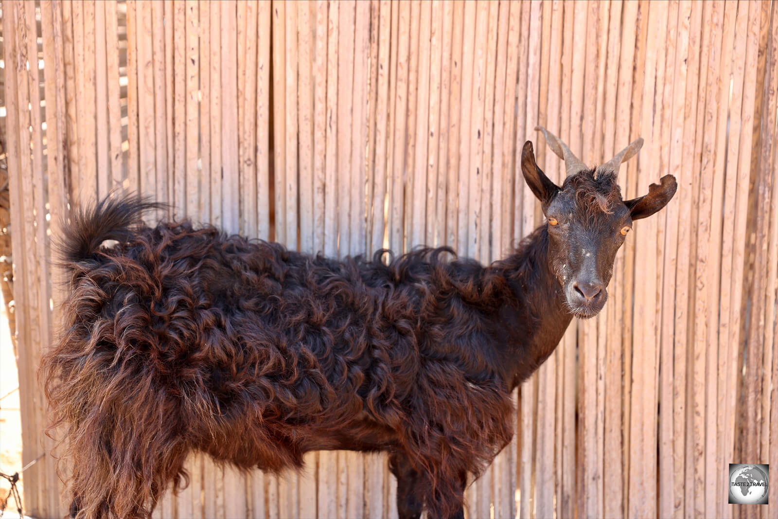Goats are everywhere on Socotra and love to steal your food (or anything else) while you have your back turned.