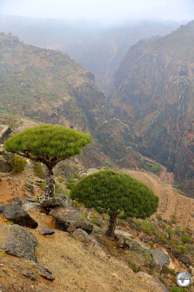 A view of Dragon's blood trees and the spectacular gorge at Diksam plateau.