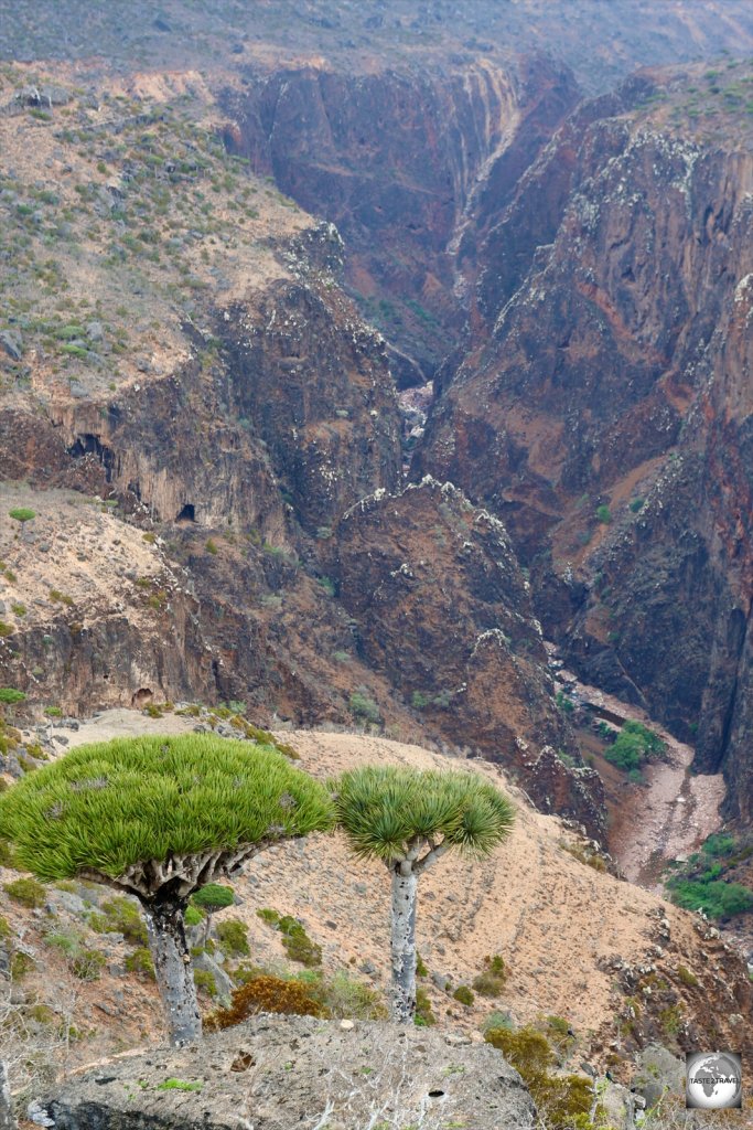 Socotra Dragon blood's trees on the edge of the 700-metre deep gorge.