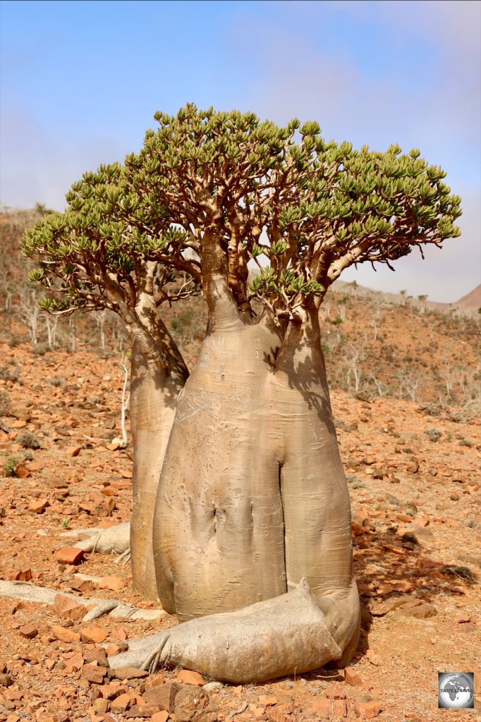 Bottle trees are easily distinguished by their swollen trunks.