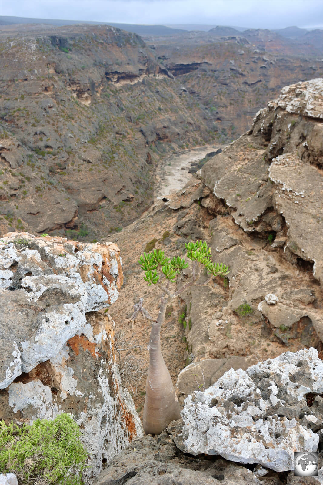 Bottle trees like to grow in precarious locations.