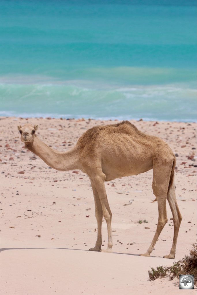 A camel on the south coast of Socotra.