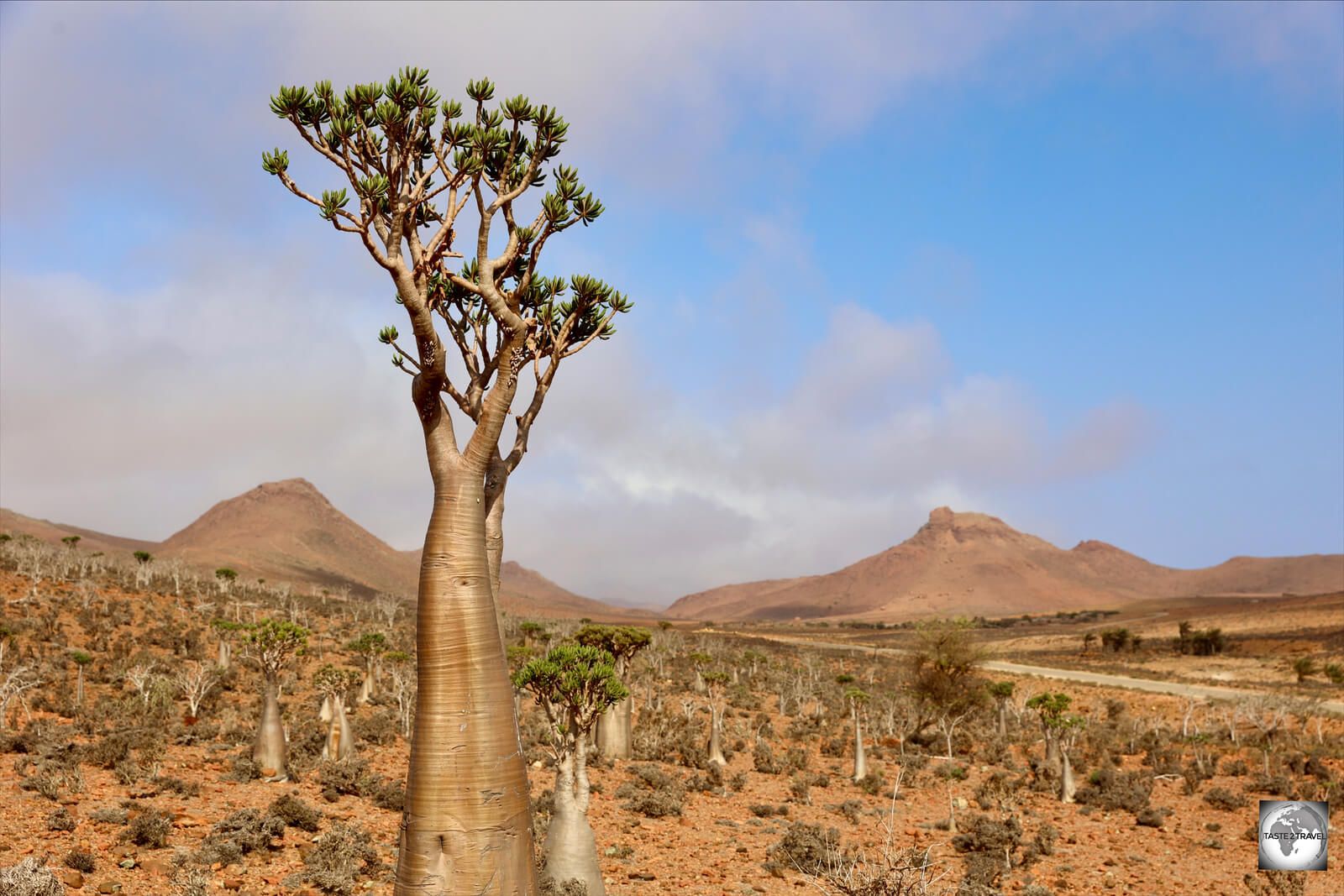 Bottle trees can be found throughout Socotra Island.