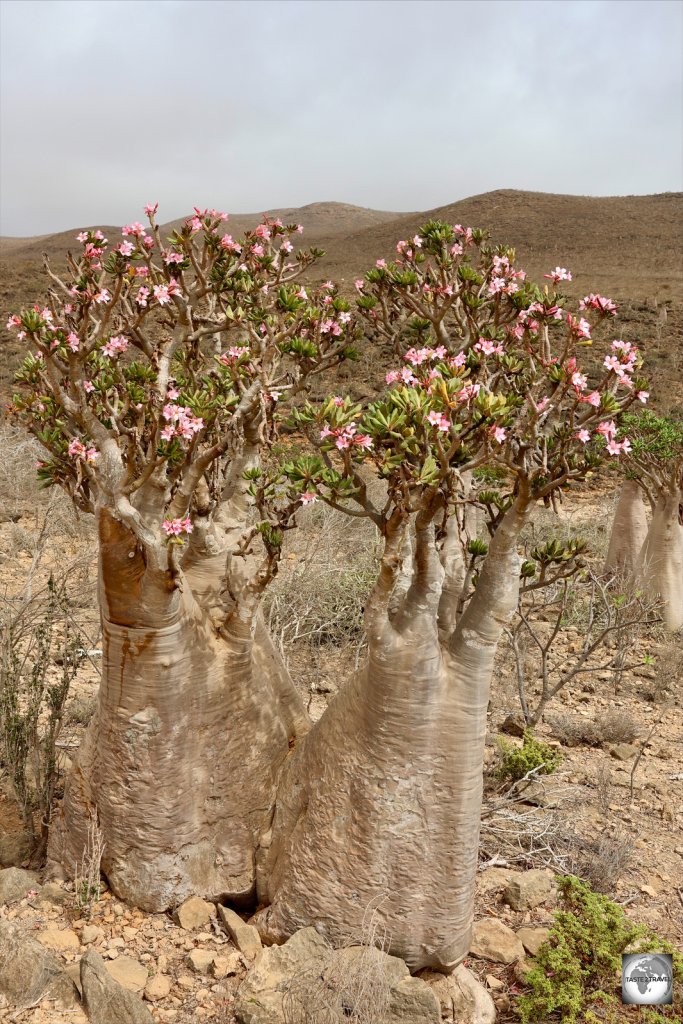 Flowering Bottle tree on Socotra.