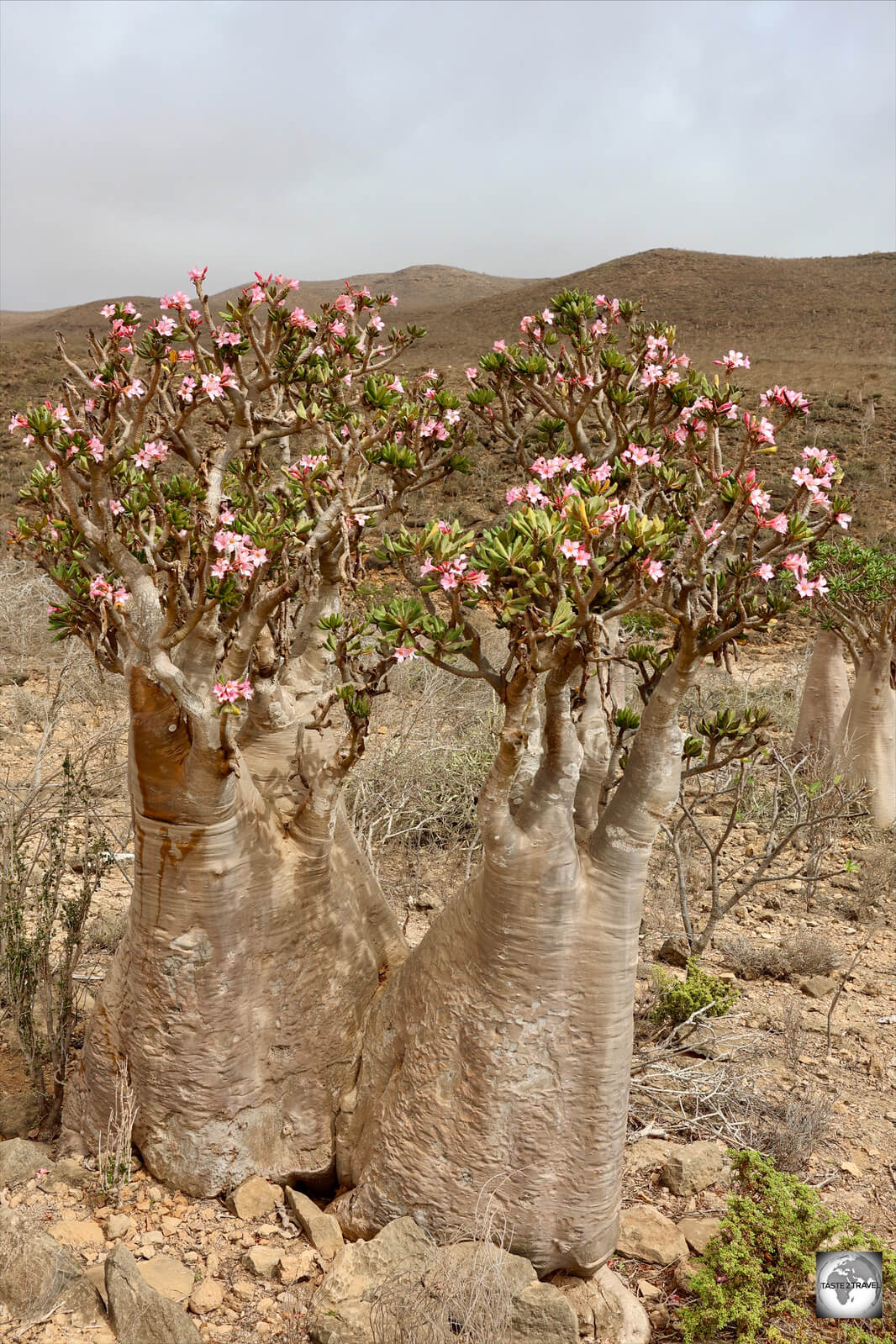 Flowering Bottle tree on Socotra.