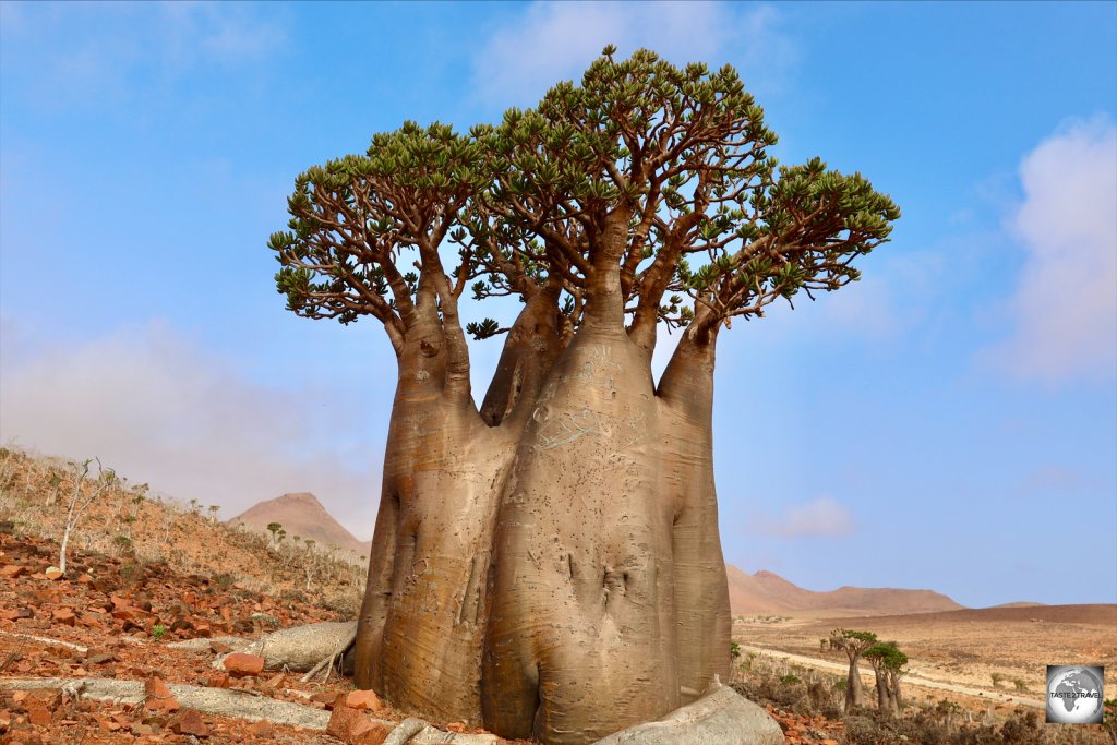 Socotra is famous for its weirdly-shaped Bottle trees and its 'otherworldly' landscapes.