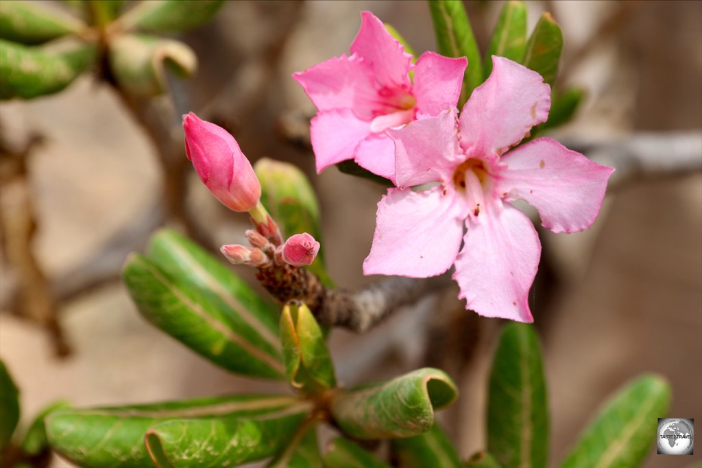 Pink flowers, blossoming on a bottle tree.