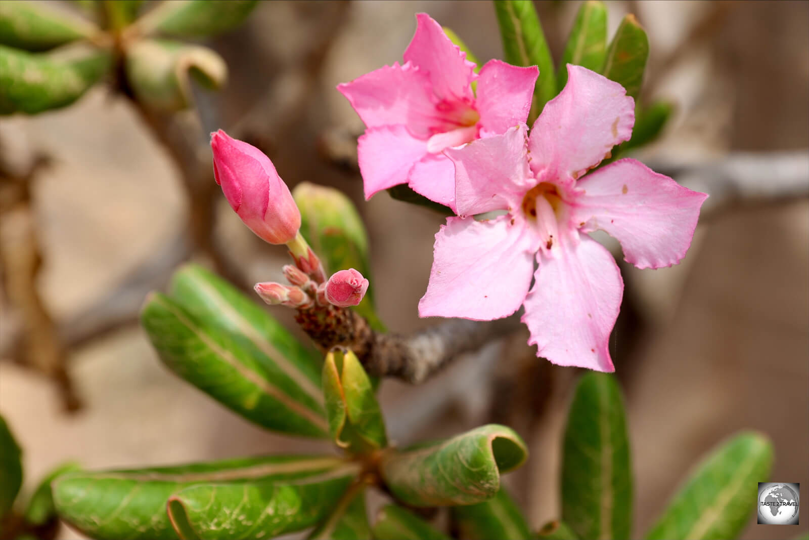 Pink flowers on a bottle tree.