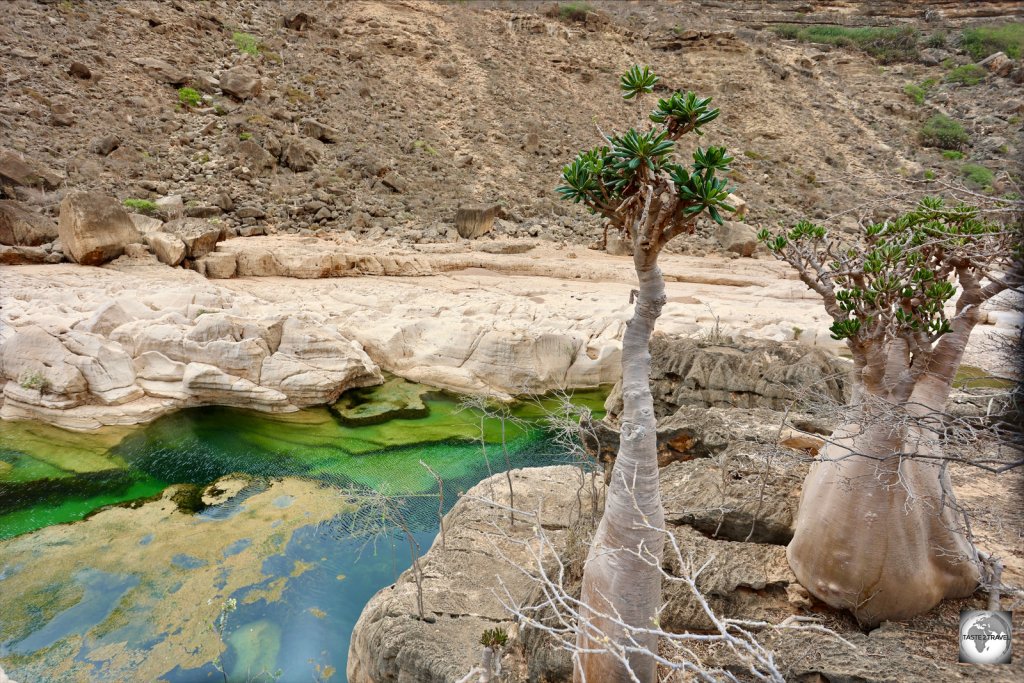 Bottle trees at Wadi Kalysan.
