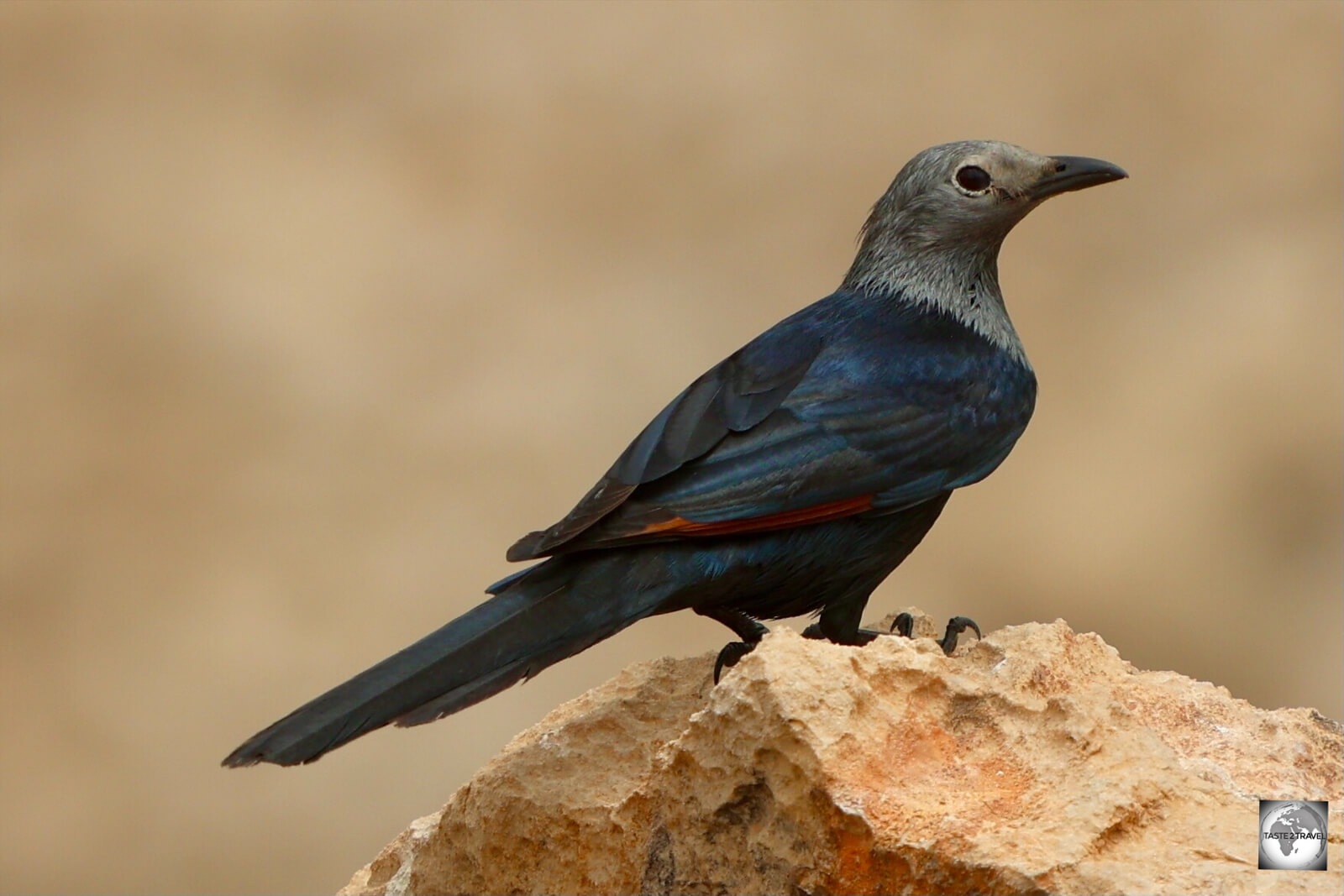 Socotra (female) starling.