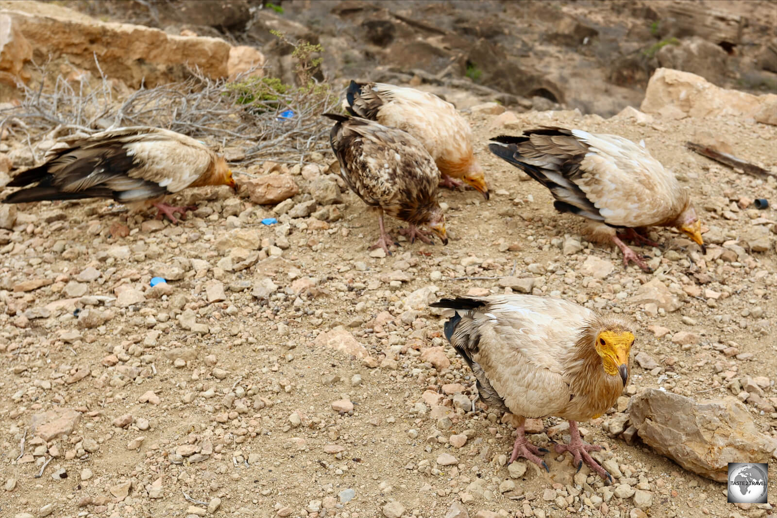Whenever I ate my meals on Socotra, I was quickly surrounded by Egyptian vultures, who were keen for any scraps.