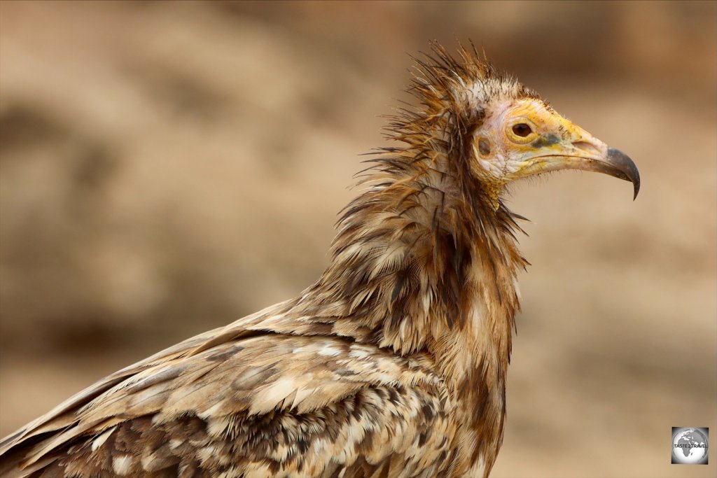 The widespread Egyptian vulture is a common sight on Socotra.