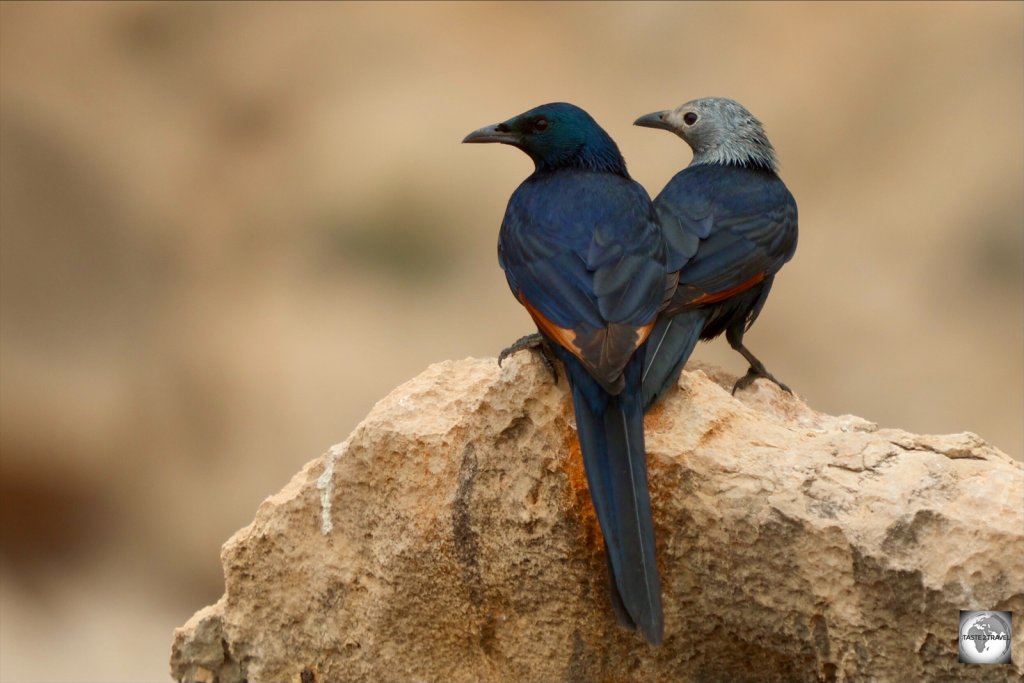 Socotra starlings (male on the left, female on the right) pair for life and can always be seen together.