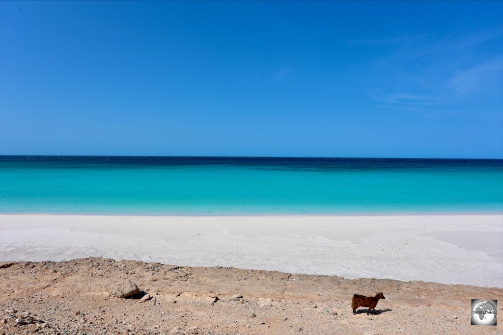 While Socotra is home to 50,000 souls, the goat population is much larger.