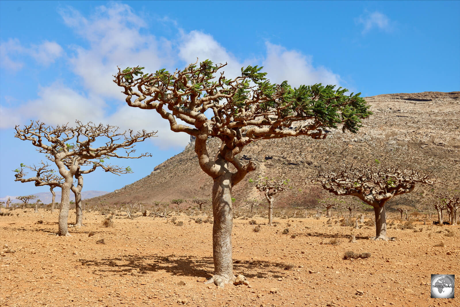 Socotran frankincense trees (Boswellia socotrana) at Homhil Plateau Protected Area, Socotra, Yemen.