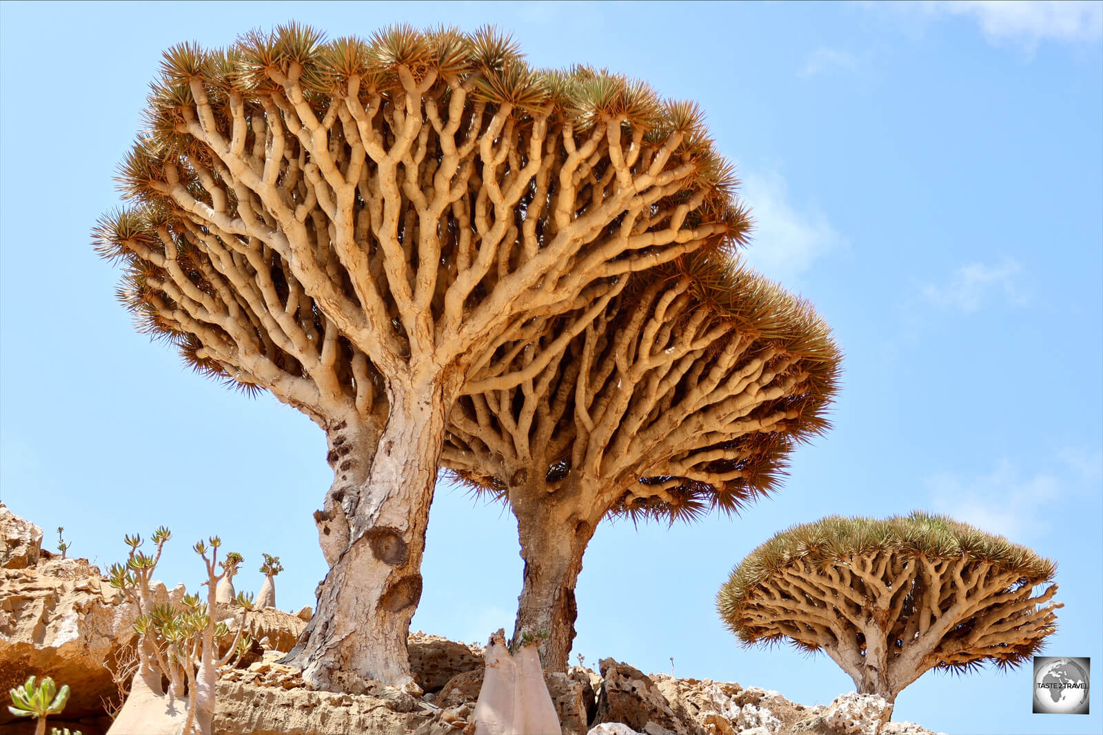 Dragon's blood trees at Homhil Plateau Protected Area, Socotra, Yemen.