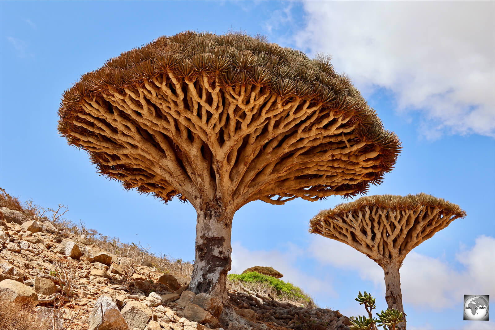 Dragon's blood trees at Homhil.