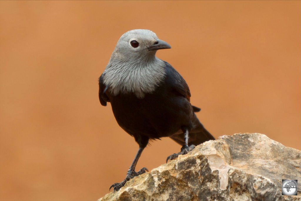 The Socotra starling is a species of starling endemic to Socotra.