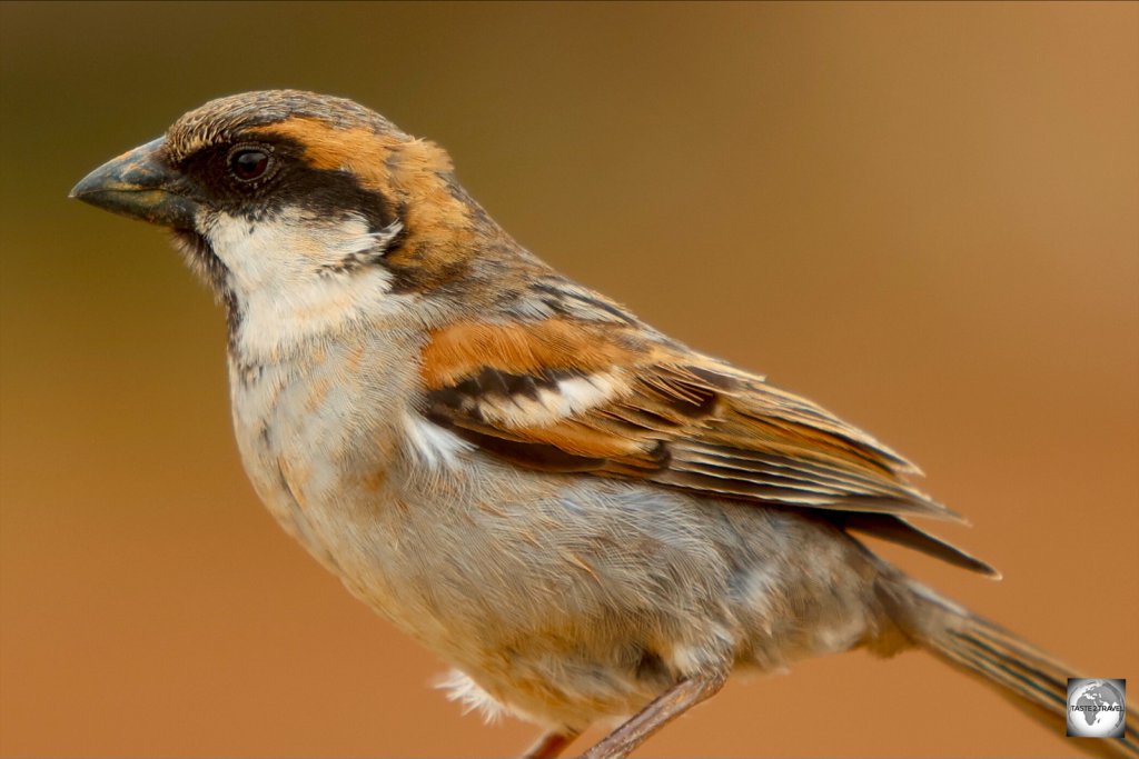 The Socotra sparrow is endemic to Socotra.