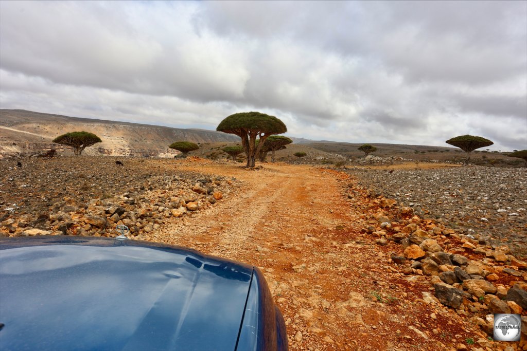 Exploring Diksam plateau with Socotra Eco-Tours.