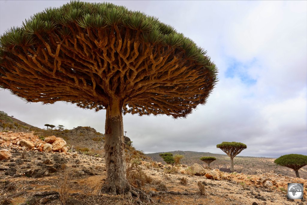 The Dragon's blood tree is THE iconic image of Socotra Island.