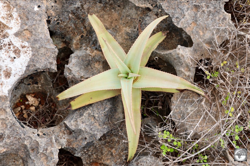 Used by locals for medicinal purposes, Aloe Jawiyon is a species of aloe which is endemic to Socotra.