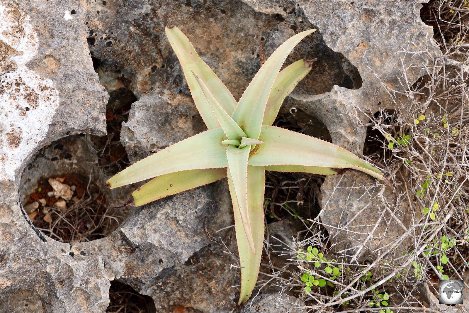 Aloe jawiyon is a species of aloe which is endemic to Socotra.