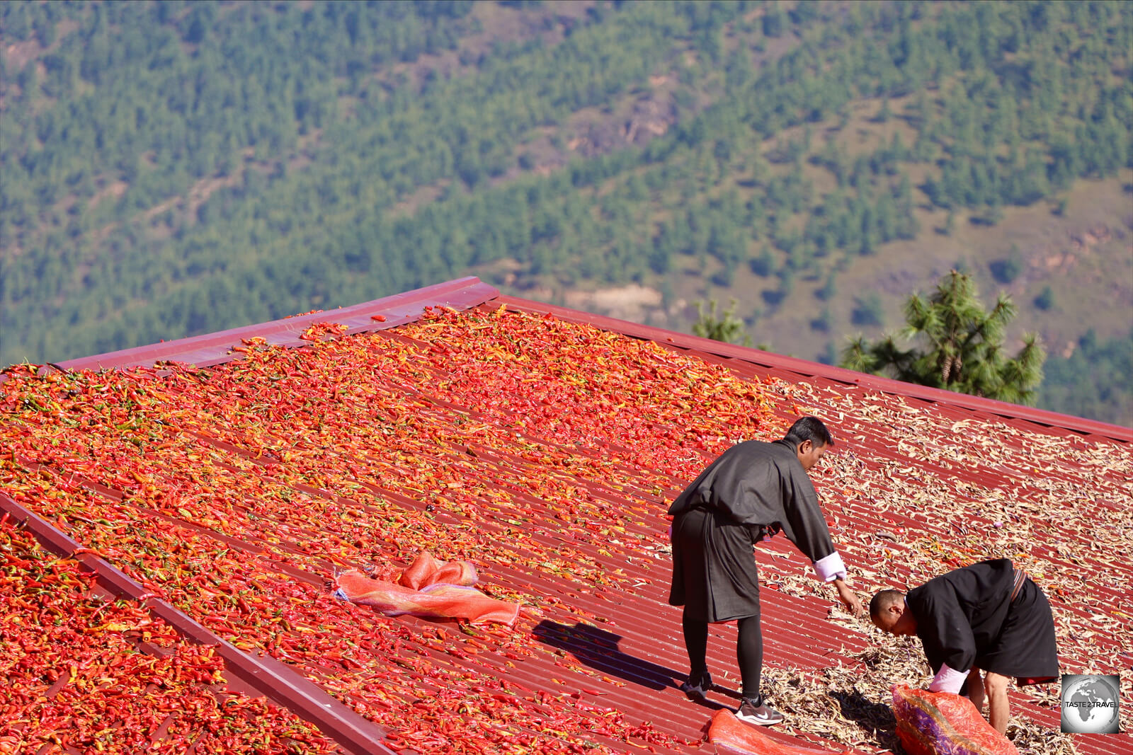 Chillies, drying on a rooftop in Thimphu.