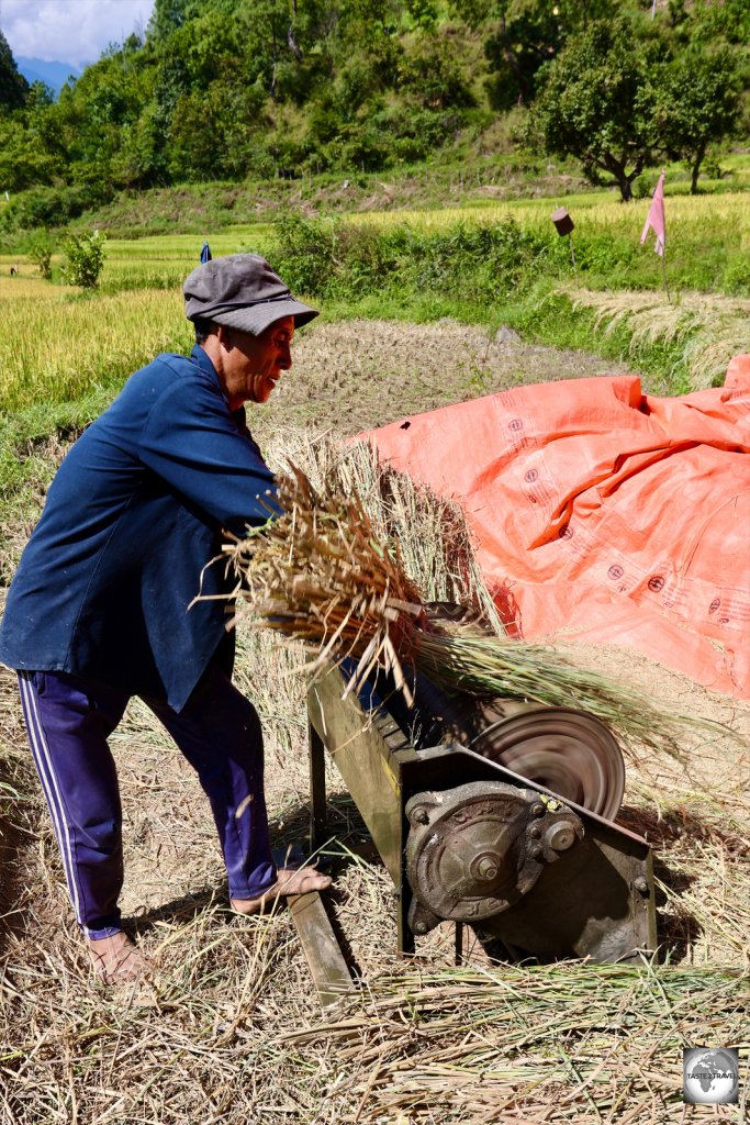 A farmer, machine-thrashing rice in the Punakha Valley.