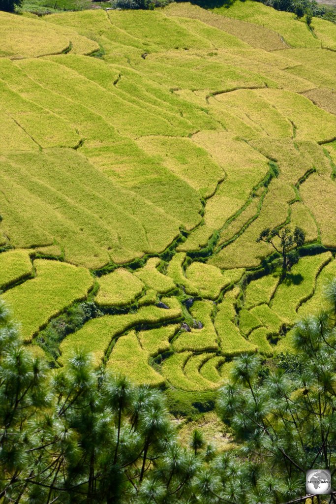 Rice paddies in Punakha Valley.