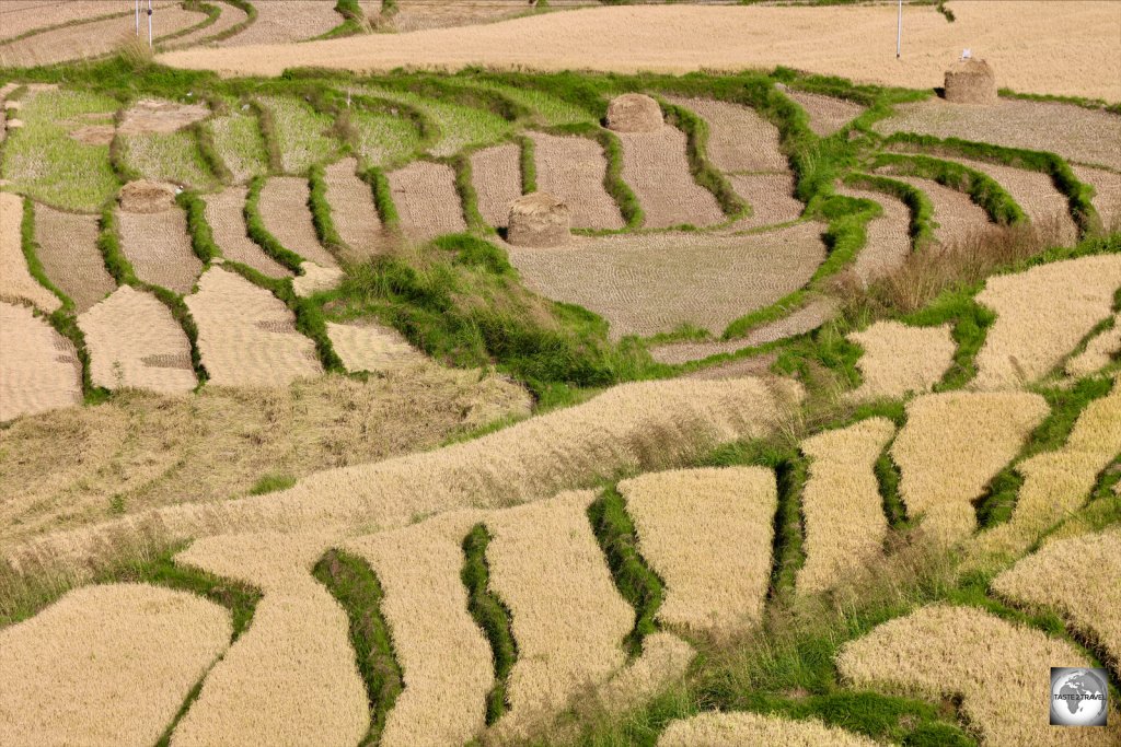 Large stacks of rice stalks indicate those fields which have already been harvested.