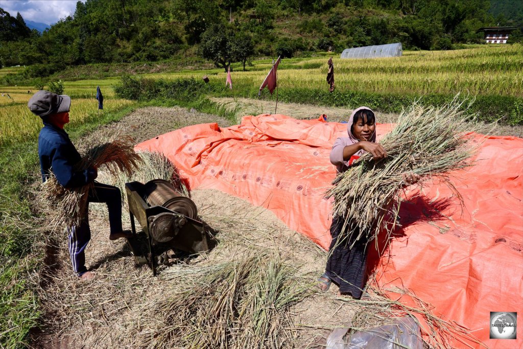 Farmers, machine-thrashing rice in the Punakha Valley.