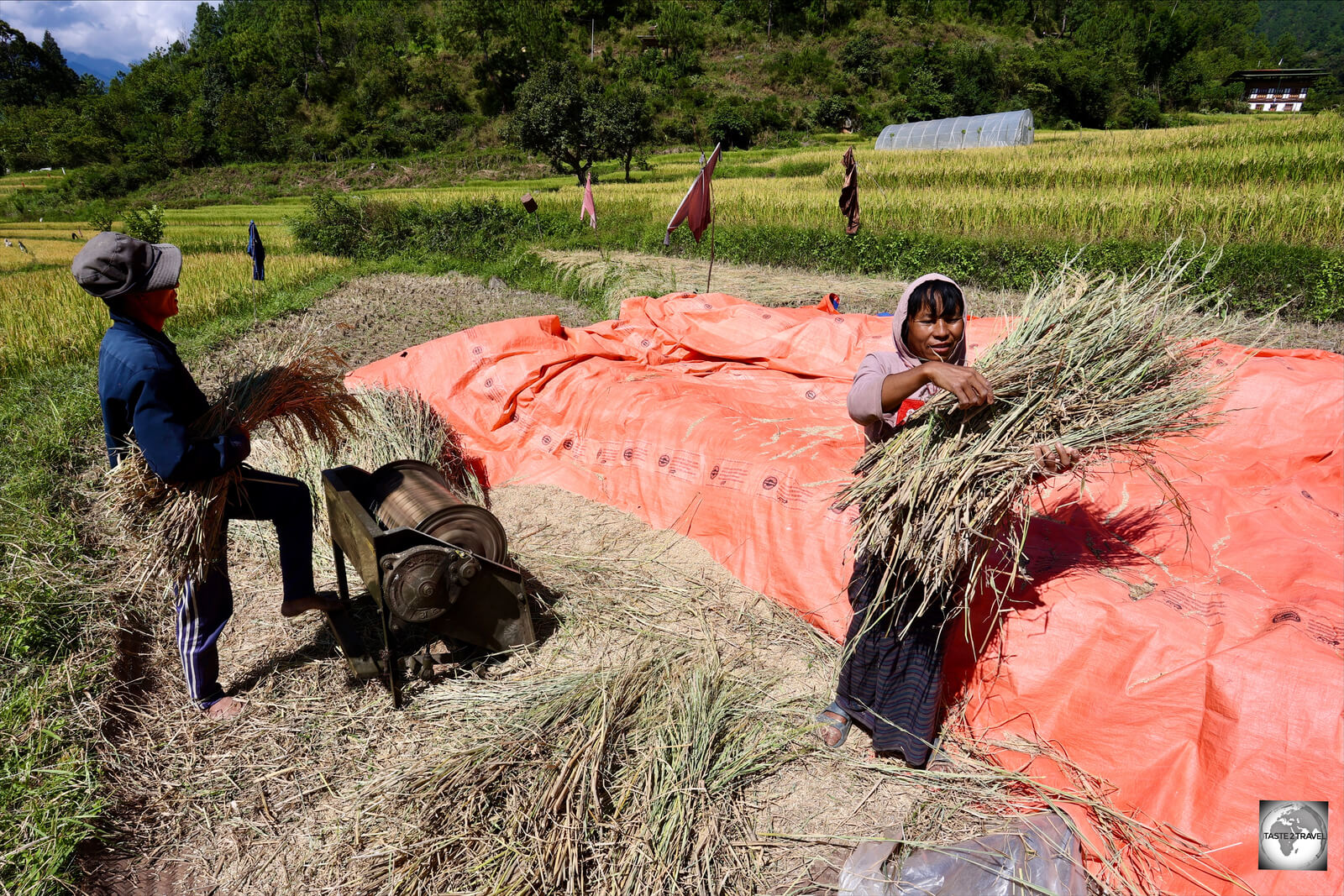 This husband-and-wife team were working together to harvest their rice crop in the Punakha Valley.