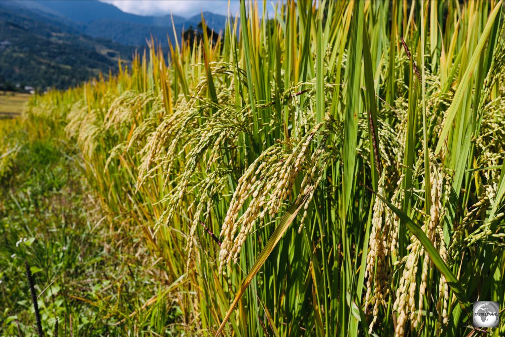 Rice, ready to harvest in the Punakha Valley.