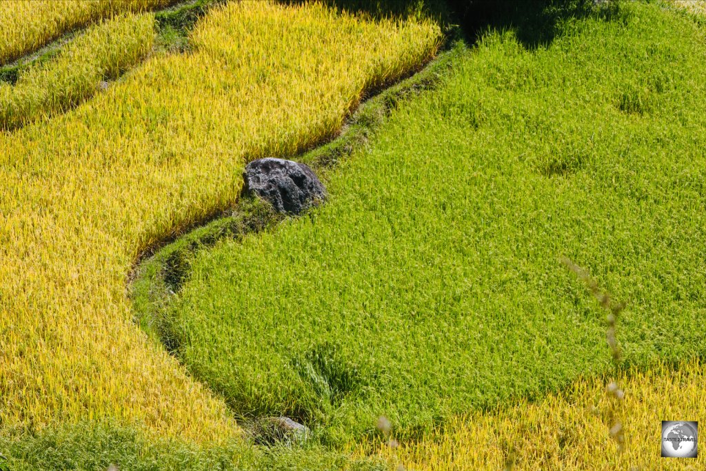 Rice fields in the Punakha Valley.