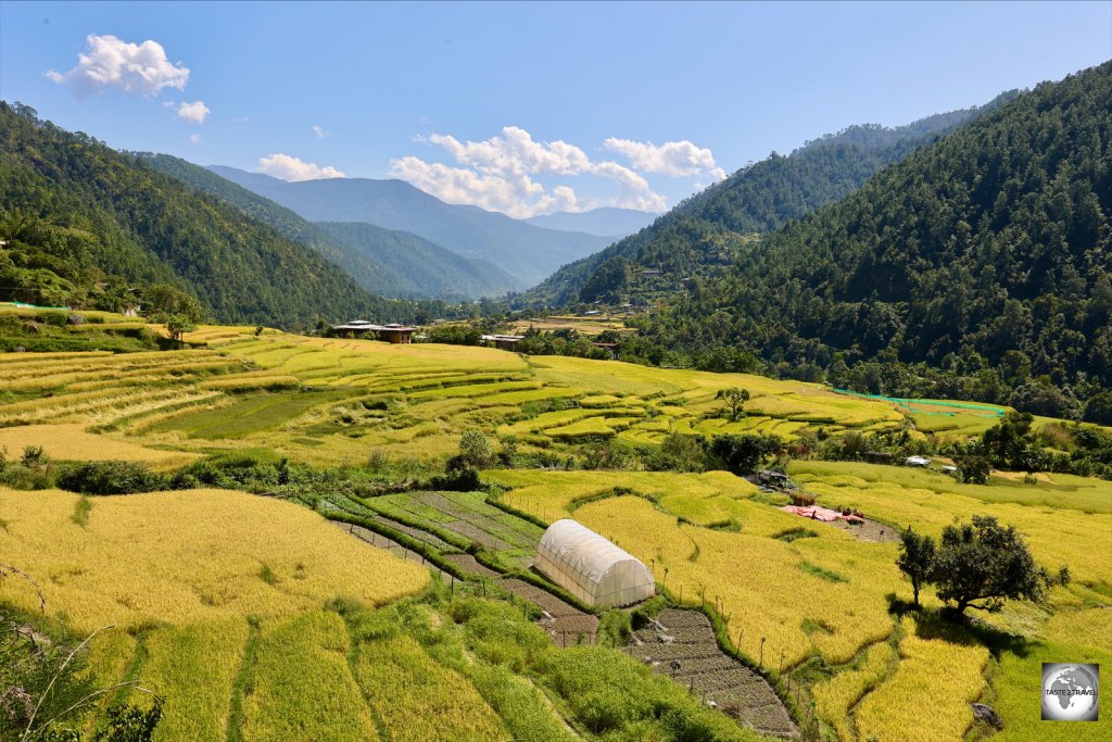 Rice fields ready for harvesting in the Punakha Valley.