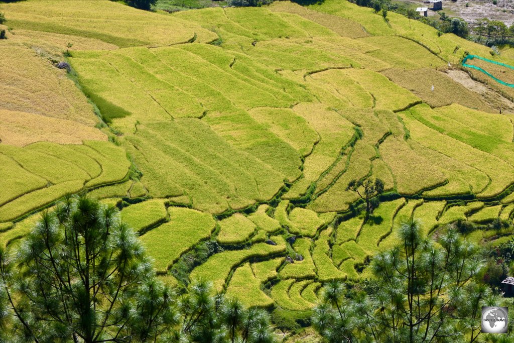 A view of the rice paddies in Punakha Valley from the rooftop of the stupa.