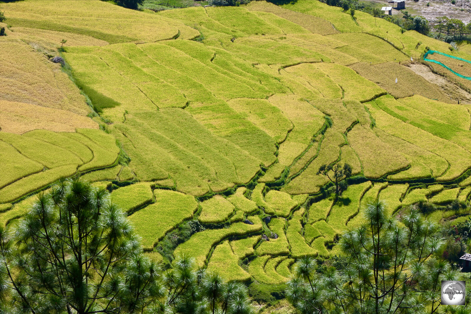 A view of the rice paddies in Punakha Valley from the rooftop of Khamsum Yulley Namgyal Chorten.