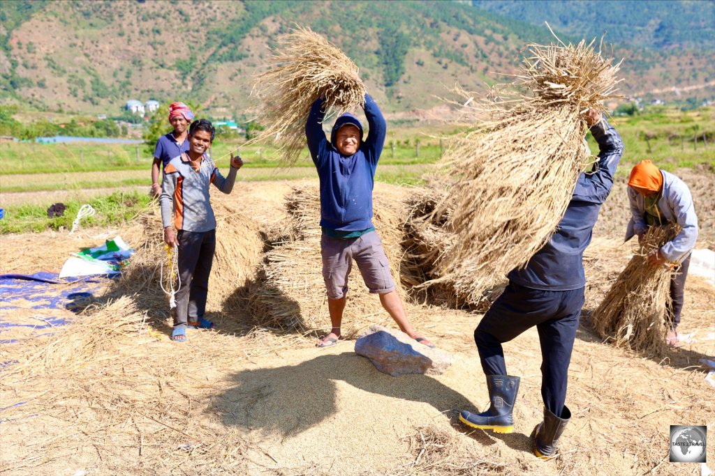 Farmers, hand-thrashing rice against a large stone in the Punakha Valley.