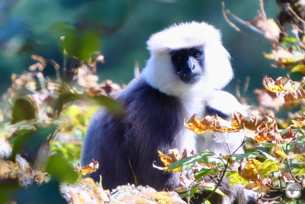 The very elusive, Gray Langur monkey, at Dochula Pass.