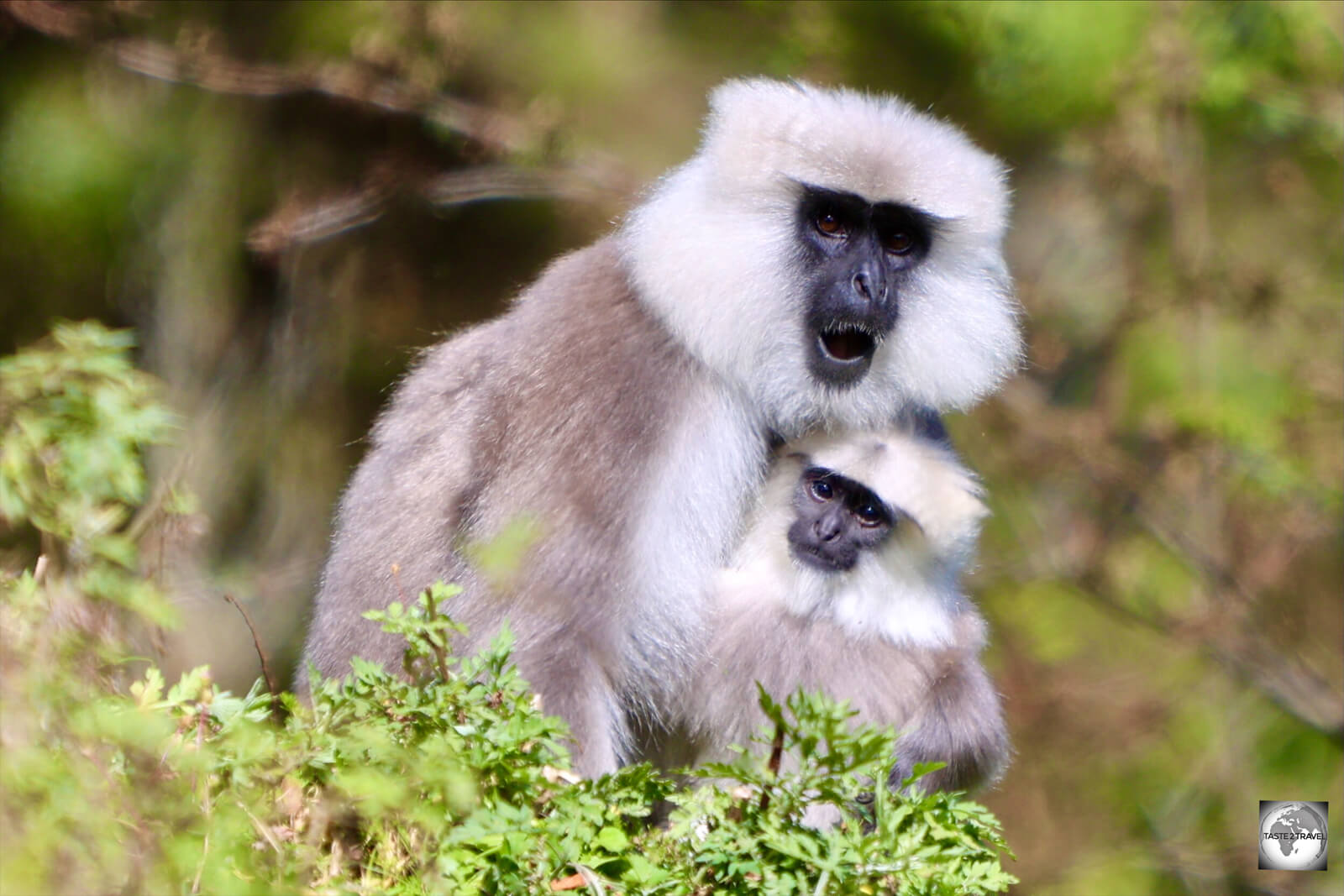 A Gray Langur monkey, and her infant, at Dochula Pass.