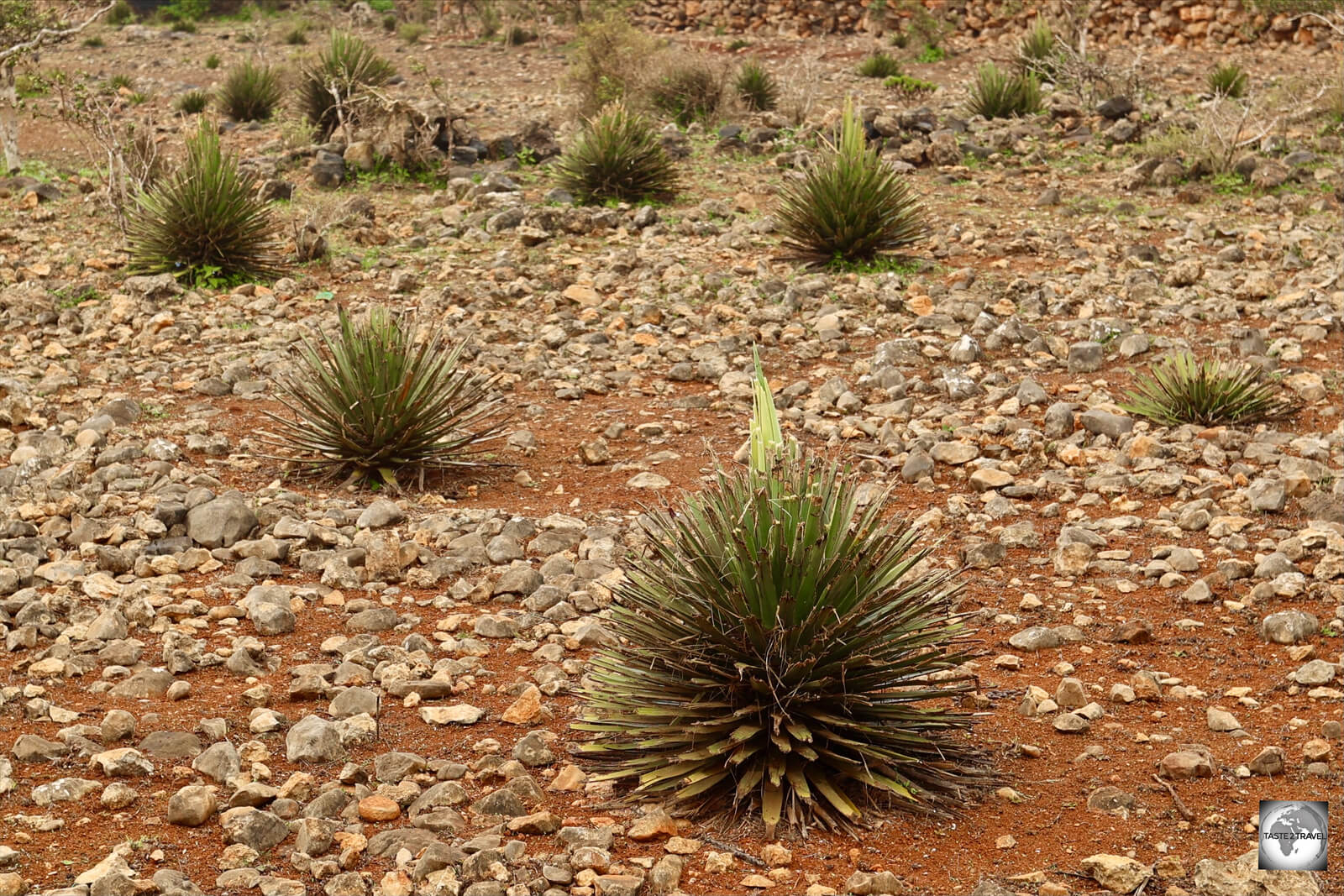 Young Dragon's blood trees in a nursery on Diksam plateau.