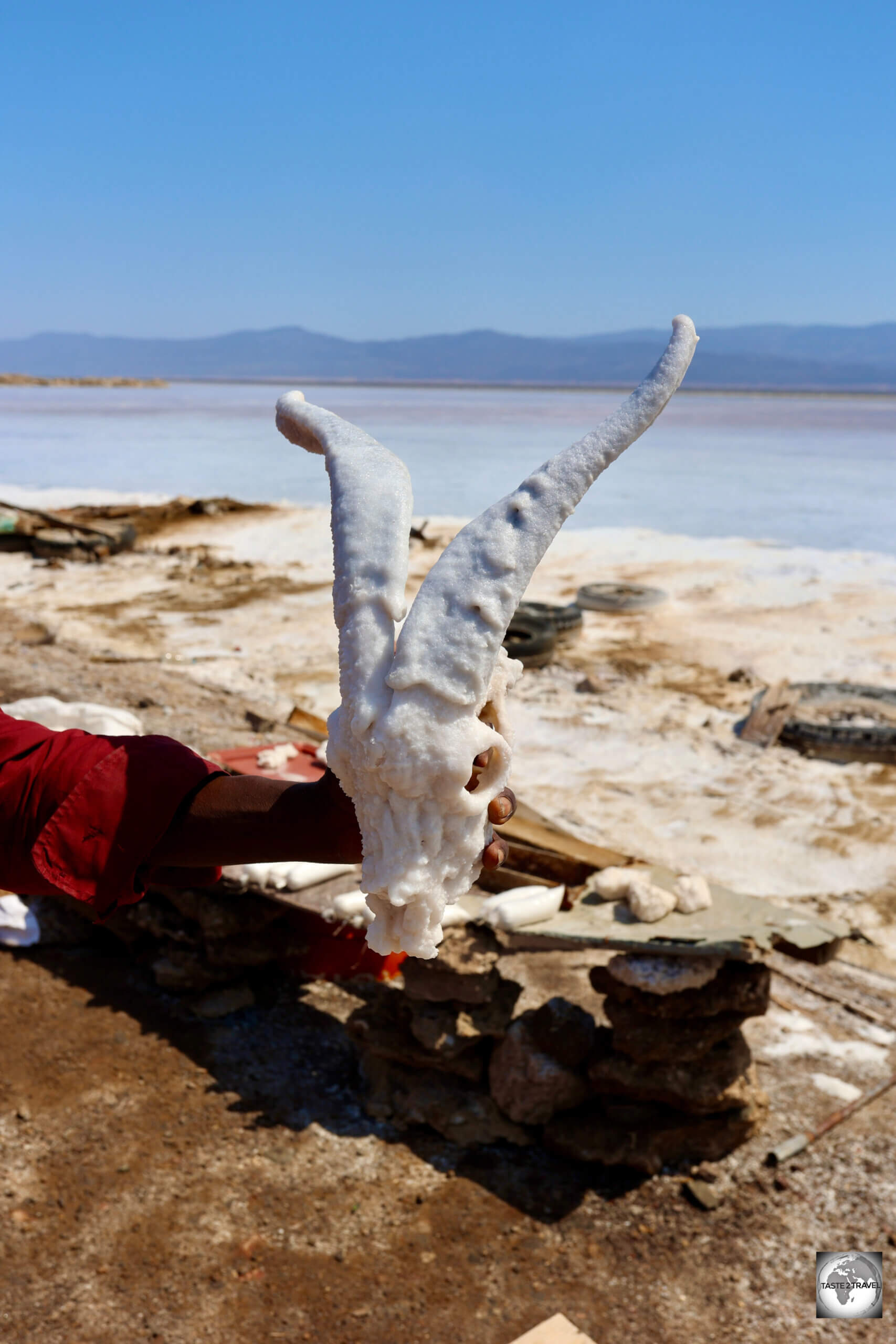 A salt-encrusted animal skull, at a souvenir stand at Lake Assal.