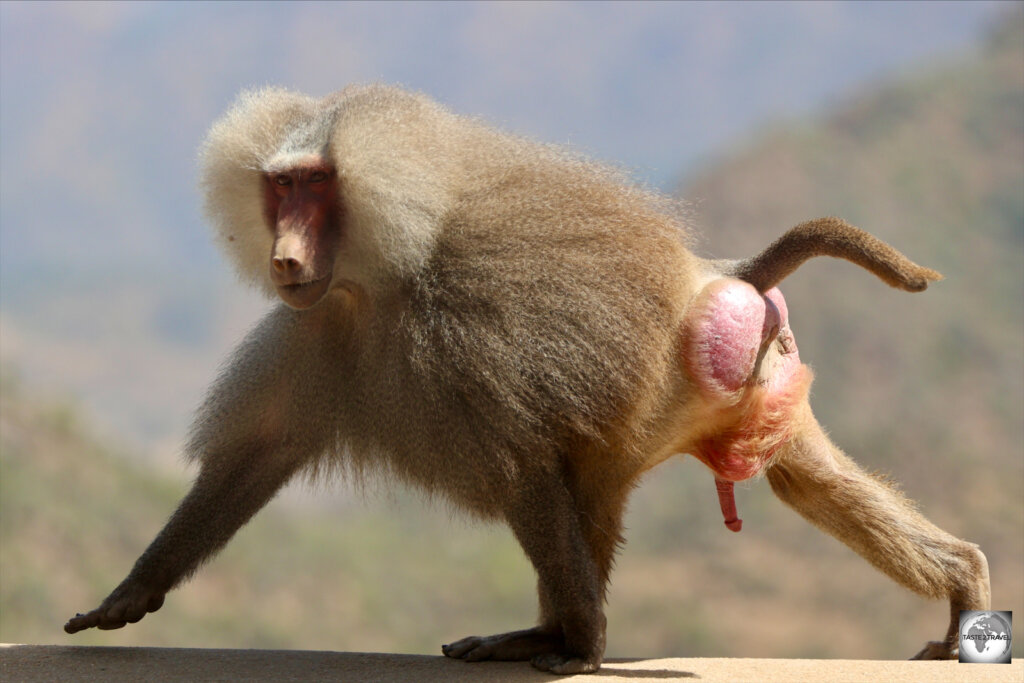 A male hamadryas baboon.